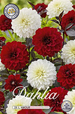 Dahlia L'amour x3 I .