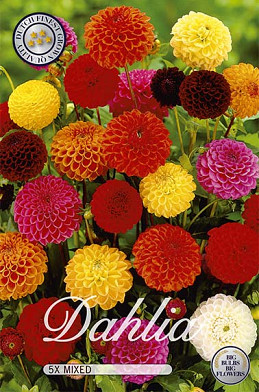 Dahlia Pompon Mix x 5 I .