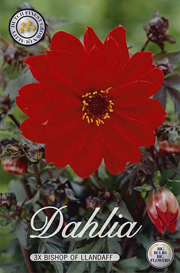 Dahlia Special Bischop of Landaff x 3 I .