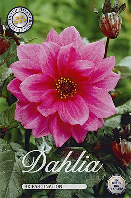 Dahlia Special Fascination x 3 I .