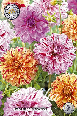 Dahlia Striped Sensation x 3 I .