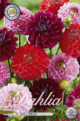 Dahlia Sweetness mix x 3 I .