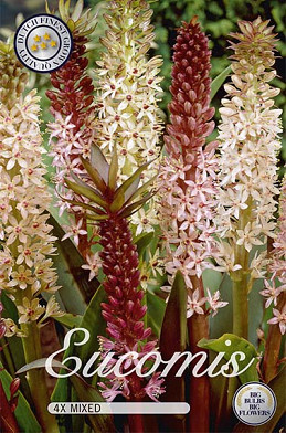 Eucomis Mix x 4  14/16