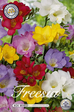 Freesia Enkel Mix x 40  5/6