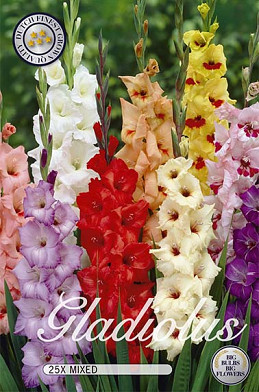 Gladiolus Mixed x25  12/14