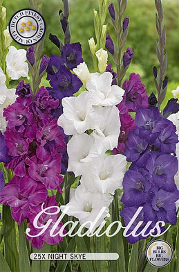 Gladiolus Night Skye x 25 I 12/14