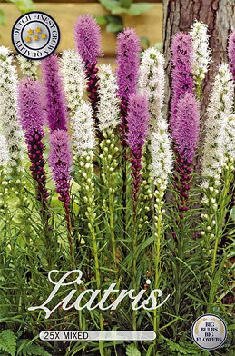 Liatris Mixed x25  10/12