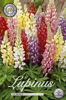 Lupinus Mixed x 5 I .