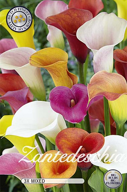 Zantedeschia Mixed x3  14/18