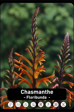 Chasmanthe Floribunda x30 22/24