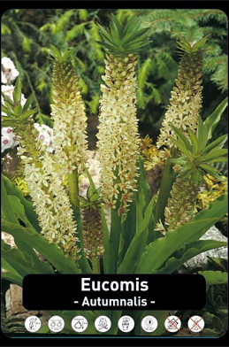 Eucomis Alba x50 16/+