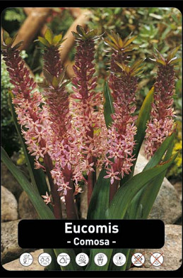 Eucomis Comosa x15 20/+