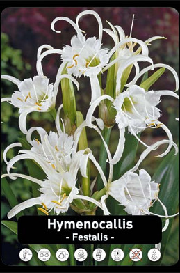 Hymenocallis Festalis x20 24/+