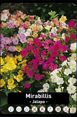 Mirabillis Jalapa x100 I .