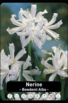 Nerine Bowdenii Alba x75 14/16