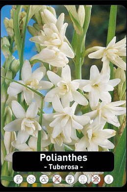 Polianthus Tuberosa x 15 24/+