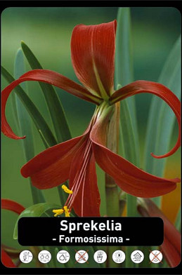 Sprekelia x25 18/20