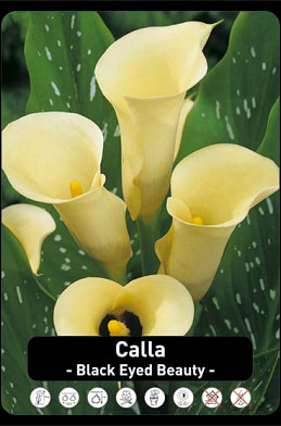 Zantedeschia Black Eyed Beauty x25 24/+