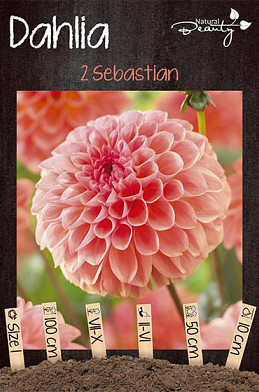 Dahlia Sebastian x2 I