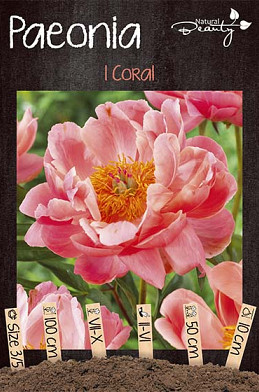 Paeonia Coral x1 3/5 - eyes 