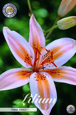 Lilium Asiatic Tribal Dance x 2 16/18