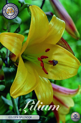 Lilium Golden Splendor x 2 16/18