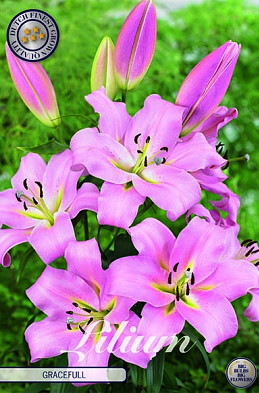 Lilium Gracefull x 2 16/18