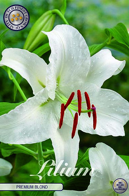 Lilium Oriental Premium Blond x 2 16/18