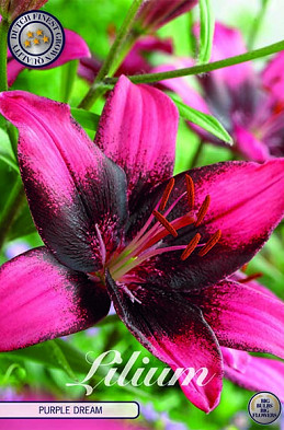 Lilium Purple Dream x 2 16/18