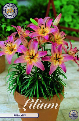 Lilium Rozalynn x 2 16/18