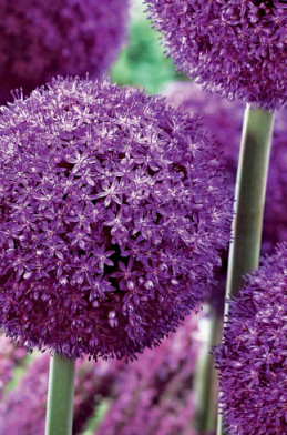 Allium 60 x 200 .