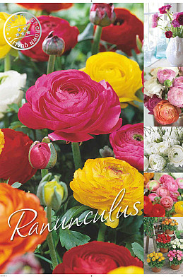 Ranunculus 50 x 70 .