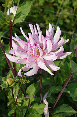 'Leila Savanna Rose' .