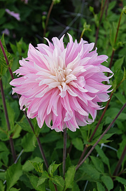 Pink Petticoat I .