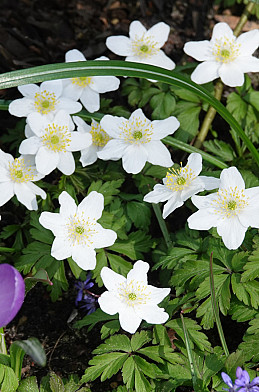 Nemorosa White .