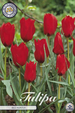 Tulp Specie Red Hunter x10 6/7