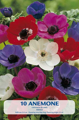 Anemone de Caen Mix x10 5/6