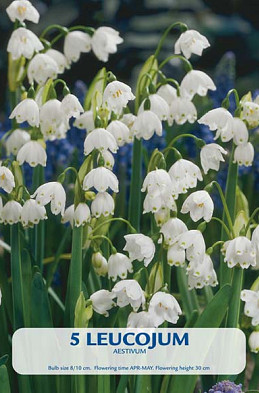 Leucojum Aestivum x5 10/+