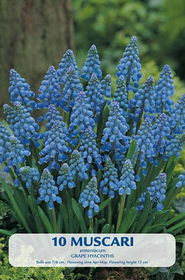 Muscari Armeniacum x10 7/8