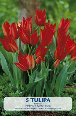 Tulipa Praestans Zwanenburg x5 8/10