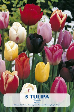 Tulipa Triumph Mix x 5 10/11