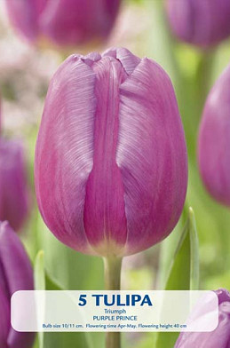 Tulipa Triumph Purple Prince x5 10/11