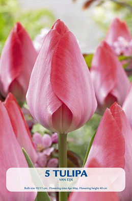 Tulipa Triumph van Eijk x 5 10/11