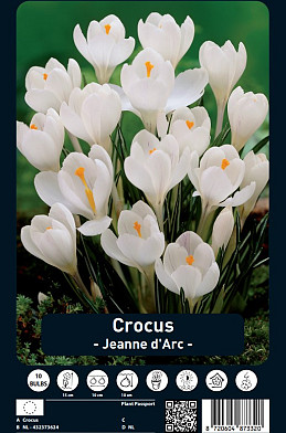 Crocus Jeanne d'Arc x10 8/9