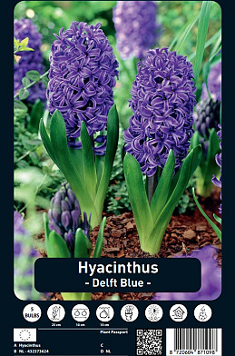 Hyacinthus Delft Blue x5 15/16