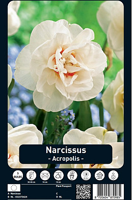 Narcissus Acropolis x5 14/16