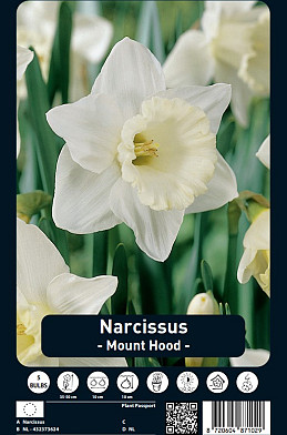 Narcissus Mount Hood x5 14/16