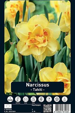 Narcissus Tahiti x5 14/16