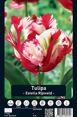 Tulipa Estella Rijnveld x7 12/+