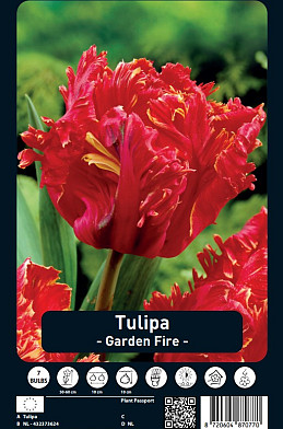 Tulipa Garden Fire 12/+